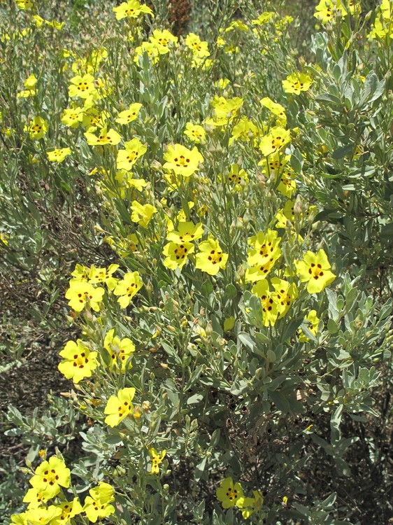 Halimium halimifolium